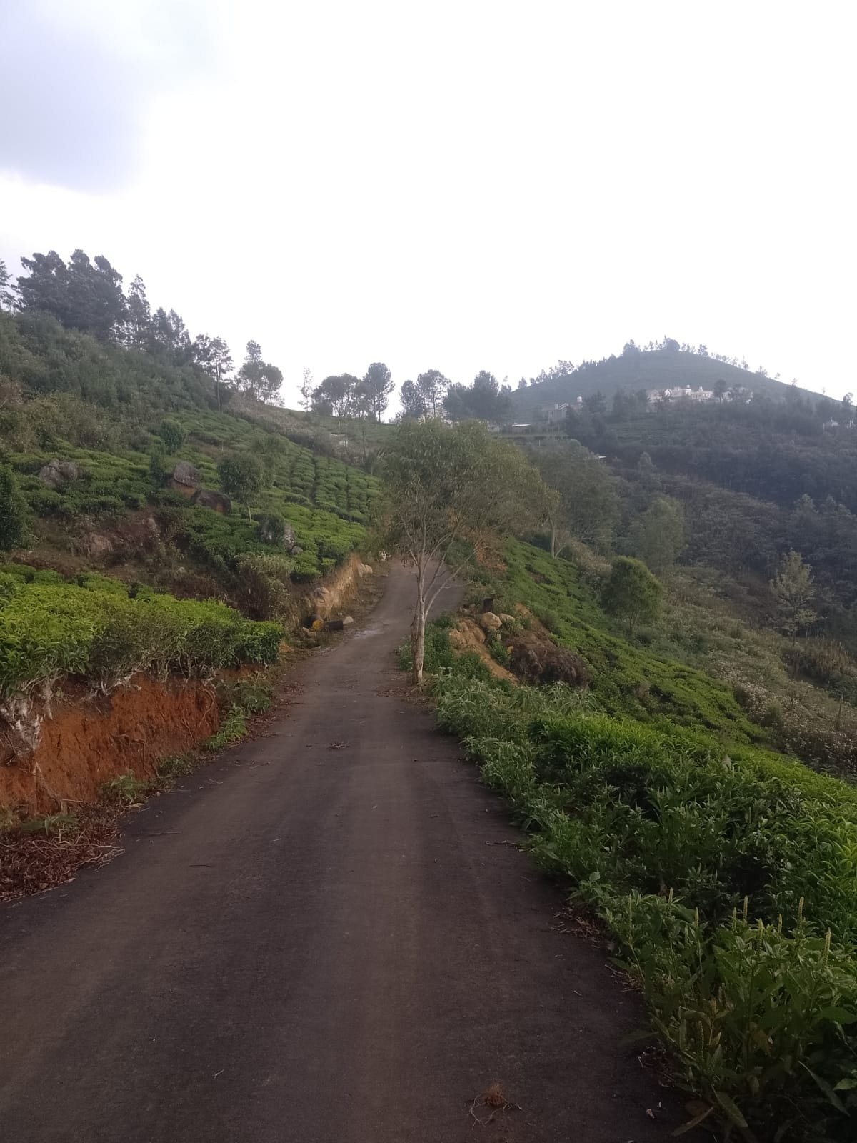 Wide front-facing plot avenues and proper land grading